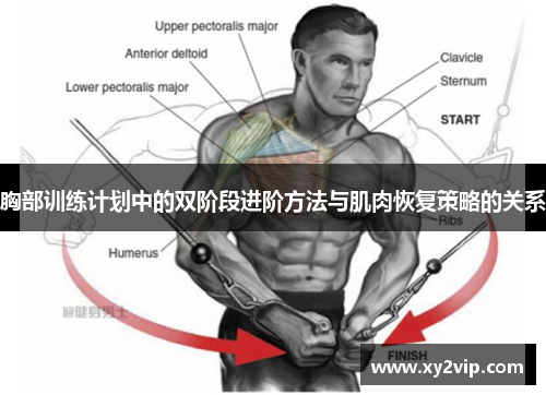胸部训练计划中的双阶段进阶方法与肌肉恢复策略的关系