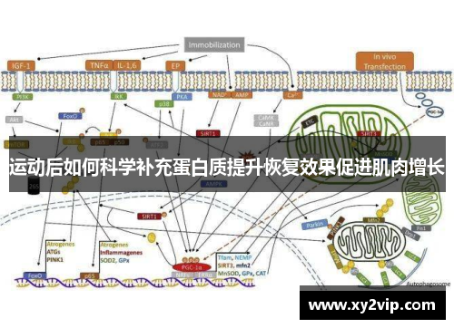 运动后如何科学补充蛋白质提升恢复效果促进肌肉增长